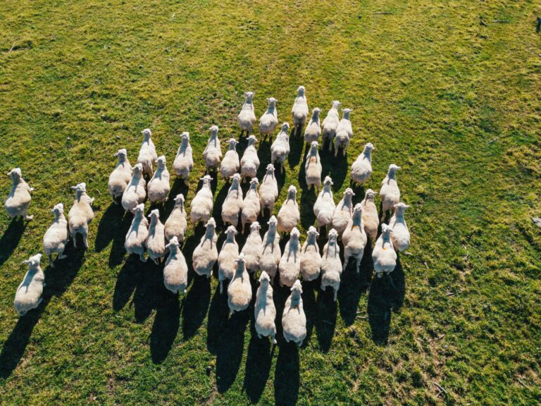 DJI_0261